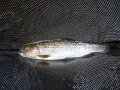 Cross Fork Trout1